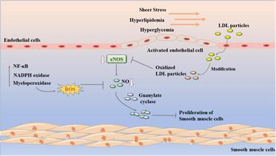 Natural Flavonoids Derived From Fruits Are Potential Agents Against Atherosclerosis